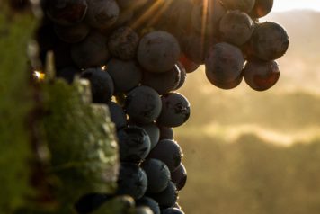 winery-domeniile-adamclisi-grapes